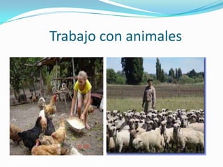 Trabajo con animales
 