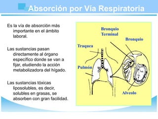 Absorción por Vía Respiratoria
Es la vía de absorción más
importante en el ámbito
laboral.
Las sustancias pasan
directamente al órgano
específico donde se van a
fijar, eludiendo la acción
metabolizadora del hígado.
Las sustancias tóxicas
liposolubles, es decir,
solubles en grasas, se
absorben con gran facilidad.
Bronquio
Alveolo
Traquea
Pulmón
Bronquio
Terminal
 