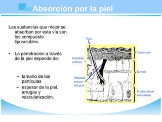 Las sustancias que mejor se
absorben por esta vía son
los compuesto
liposolubles.
• La penetración a través
de la piel depende de:
– tamaño de las
partículas
– espesor de la piel,
arrugas y
vascularización.
Absorción por la piel
Pelo
Glándula
sebácea
Dermis
Tejido celular
subcutáneo
Epidermis
Músculo
erector
del pelo
 