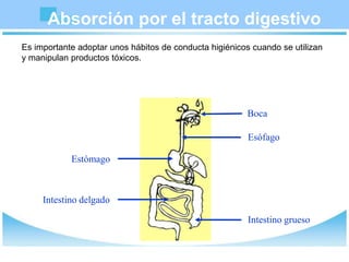 Absorción por el tracto digestivo
Es importante adoptar unos hábitos de conducta higiénicos cuando se utilizan
y manipulan productos tóxicos.
Estómago
Intestino delgado
Intestino grueso
Boca
Esófago
 