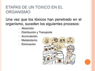 ETAPAS DE UN TOXICO EN EL
ORGANISMO
Una vez que los tóxicos han penetrado en el
organismo, suceden los siguientes procesos:
• Absorción
• Distribución y Transporte
• Acumulación
• Metabolismo
• Eliminación
 