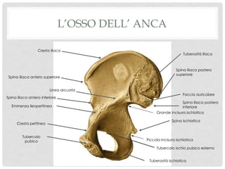 Ischiatica Anatomia Ostetrica e Parto Operativo con Forcipe: Studio del Bacino e ...