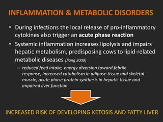 INFLAMMATION & METABOLIC DISORDERS
• During infections the local release of pro-inflammatory
cytokines also trigger an acute phase reaction
• Systemic inflammation increases lipolysis and impairs
hepatic metabolism, predisposing cows to lipid-related
metabolic diseases [Jiang 2008]
– reduced feed intake, energy diversion toward febrile
response, increased catabolism in adipose tissue and skeletal
muscle, acute phase protein synthesis in hepatic tissue and
impaired liver function
INCREASED RISK OF DEVELOPING KETOSIS AND FATTY LIVER
 