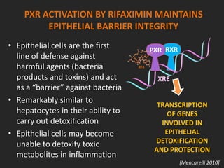 PXR ACTIVATION BY RIFAXIMIN MAINTAINS
EPITHELIAL BARRIER INTEGRITY
• Epithelial cells are the first
line of defense against
harmful agents (bacteria
products and toxins) and act
as a “barrier” against bacteria
• Remarkably similar to
hepatocytes in their ability to
carry out detoxification
• Epithelial cells may become
unable to detoxify toxic
metabolites in inflammation
[Mencarelli 2010]
RXR
TRANSCRIPTION
OF GENES
INVOLVED IN
EPITHELIAL
DETOXIFICATION
AND PROTECTION
XRE
RFX
PXR
 