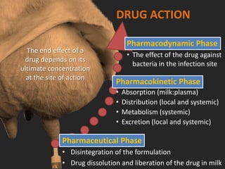 DRUG ACTION
Pharmacodynamic Phase
• The effect of the drug against
bacteria in the infection site
Pharmacokinetic Phase
• Absorption (milk:plasma)
• Distribution (local and systemic)
• Metabolism (systemic)
• Excretion (local and systemic)
Pharmaceutical Phase
• Disintegration of the formulation
• Drug dissolution and liberation of the drug in milk
The end effect of a
drug depends on its
ultimate concentration
at the site of action
 