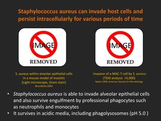 Staphylococcus aureus can invade host cells and
persist intracellularly for various periods of time
Invasion of a MAC-T cell by S. aureus
(TEM analysis ×5,000)
Bayles 1998, American Society for Microbiology
• Staphylococcus aureus is able to invade alveolar epithelial cells
and also survive engulfment by professional phagocytes such
as neutrophils and monocytes
• It survives in acidic media, including phagolysosomes (pH 5.0 )
S. aureus within alveolar epithelial cells
in a mouse model of mastitis
(Light microscope, Gram stain)
Brouillette 2003
IMAGE IMAGE
 