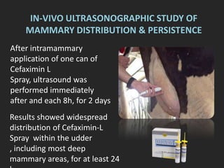 IN-VIVO ULTRASONOGRAPHIC STUDY OF
MAMMARY DISTRIBUTION & PERSISTENCE
Results showed widespread
distribution of Cefaximin-L
Spray within the udder
, including most deep
mammary areas, for at least 24
After intramammary
application of one can of
Cefaximin L
Spray, ultrasound was
performed immediately
after and each 8h, for 2 days
 