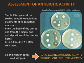 ASSESSMENT OF ANTIBIOTIC ACTIVITY
• Sterile filter paper disks
soaked in uterine secretions
• Fragments of endometrial
mucosa
• From the body of the uterus
and from the medial and
apical portions of the uterine
horns
• 6-12-18-24-48-72 h after
treatment
Clear inhibition zones
in all samples
Samples from cows culled 72 h after treatment
LONG-LASTING ANTIBIOTIC ACTIVITY
THROUGHOUT THE UTERINE CAVITY
 