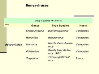 Bunyaviruses



                       Group V: (-)sense RNA Viruses


                   Genus                 Type Species            Hosts
Family




               Orthobunyavirus       Bunyamwera virus         Vertebrates

               Hantavirus            Hantaan virus            Vertebrates

                                     Nairobi sheep disease
Bunyaviridae   Nairovirus                                     Vertebrates
                                     virus
                                     Sandfly fever Sicilian
               Phlebovirus                                    Vertebrates
                                     virus , RFV
                                     Tomato spotted wilt
               Tospovirus                                     Plants
                                     virus
 