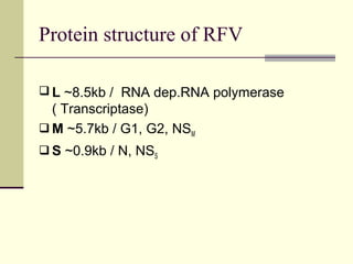Protein structure of RFV

 L ~8.5kb / RNA dep.RNA polymerase
  ( Transcriptase)
 M ~5.7kb / G1, G2, NSM
 S ~0.9kb / N, NSS
 
