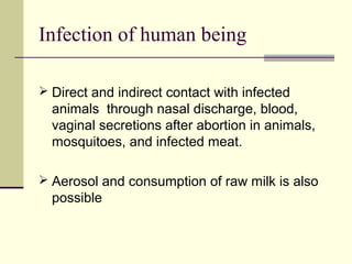 Infection of human being

 Direct and indirect contact with infected
  animals through nasal discharge, blood,
  vaginal secretions after abortion in animals,
  mosquitoes, and infected meat.

 Aerosol and consumption of raw milk is also
  possible
 