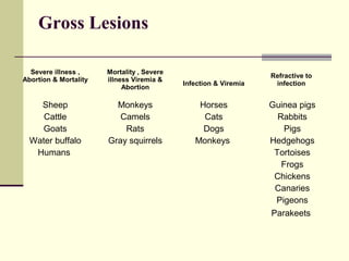 Gross Lesions

  Severe illness ,     Mortality , Severe
                                                                  Refractive to
Abortion & Mortality   illness Viremia &
                                            Infection & Viremia    infection
                            Abortion

    Sheep                Monkeys                Horses            Guinea pigs
     Cattle               Camels                 Cats               Rabbits
    Goats                  Rats                  Dogs                 Pigs
  Water buffalo        Gray squirrels          Monkeys            Hedgehogs
   Humans                                                          Tortoises
                                                                     Frogs
                                                                   Chickens
                                                                   Canaries
                                                                   Pigeons
                                                                  Parakeets
 
