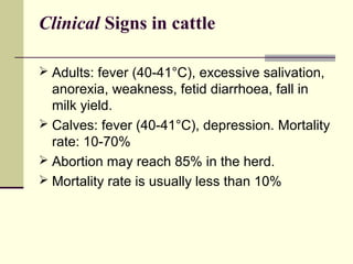 Clinical Signs in cattle

 Adults: fever (40-41°C), excessive salivation,
  anorexia, weakness, fetid diarrhoea, fall in
  milk yield.
 Calves: fever (40-41°C), depression. Mortality
  rate: 10-70%
 Abortion may reach 85% in the herd.
 Mortality rate is usually less than 10%
 
