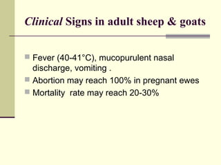 Clinical Signs in adult sheep & goats

 Fever (40-41°C), mucopurulent nasal
  discharge, vomiting .
 Abortion may reach 100% in pregnant ewes
 Mortality rate may reach 20-30%
 
