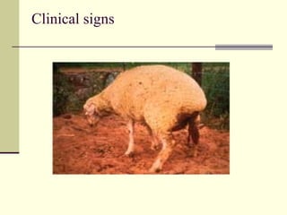 Clinical signs
 