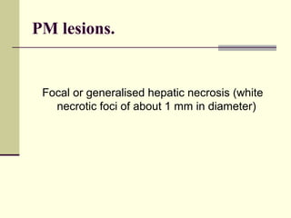 PM lesions.


 Focal or generalised hepatic necrosis (white
   necrotic foci of about 1 mm in diameter)
 