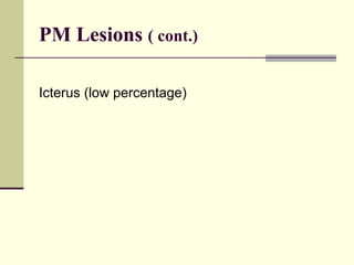 PM Lesions ( cont.)

Icterus (low percentage)
 
