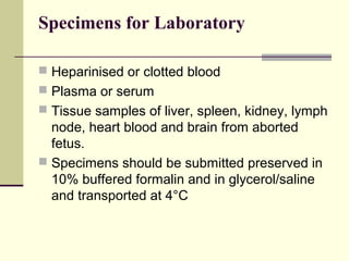 Specimens for Laboratory

 Heparinised or clotted blood
 Plasma or serum
 Tissue samples of liver, spleen, kidney, lymph
  node, heart blood and brain from aborted
  fetus.
 Specimens should be submitted preserved in
  10% buffered formalin and in glycerol/saline
  and transported at 4°C
 