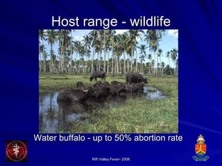 Host range  - wildlife Water buffalo - up to 50% abortion rate 