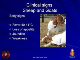 Clinical signs  Sheep and Goats Early signs Fever 40-41°C Loss of appetite  Jaundice Weakness  