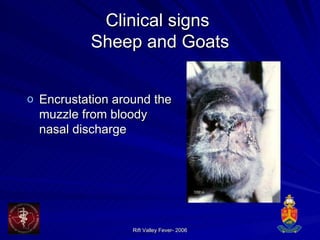 Clinical signs  Sheep and Goats Encrustation around the muzzle from bloody nasal discharge 
