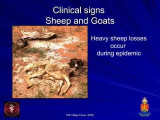 Clinical signs  Sheep and Goats Heavy sheep losses occur  during epidemic 