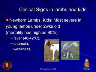 Clinical Signs in lambs and kids Newborn Lambs, Kids: Most severe in  young lambs under 2wks old (mortality has high as 90%) fever (40-42°C),  anorexia,  weakness,  