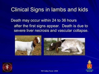Clinical Signs in lambs and kids Death may occur within 24 to 36 hours  after the first signs appear.  Death is due to severe liver necrosis and vascular collapse. 