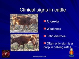 Clinical signs in cattle Anorexia Weakness Fetid diarrhea Often only sign is a drop in calving rates Add images 