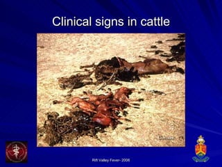 Clinical signs in cattle 