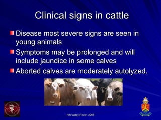 Clinical signs in cattle Disease most severe signs are seen in young animals Symptoms may be prolonged and will include jaundice in some calves Aborted calves are moderately autolyzed. 