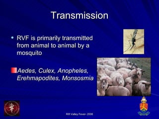 Transmission RVF is primarily transmitted from animal to animal by a mosquito  Aedes, Culex, Anopheles, Erehmapodites, Monsosmia 