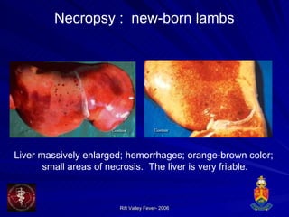 Necropsy :  new-born lambs Liver massively enlarged; hemorrhages; orange-brown color;  small areas of necrosis.  The liver is very friable. 