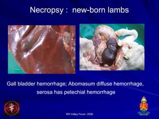 Necropsy :  new-born lambs Gall bladder hemorrhage; Abomasum diffuse hemorrhage,  serosa has petechial hemorrhage 