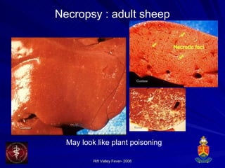 Necropsy : adult sheep May look like plant poisoning 