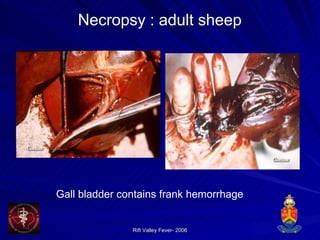 Necropsy : adult sheep Gall bladder contains frank hemorrhage 