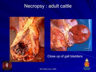Necropsy : adult cattle Close up of gall bladders 