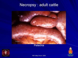 Necropsy : adult cattle Petechia 