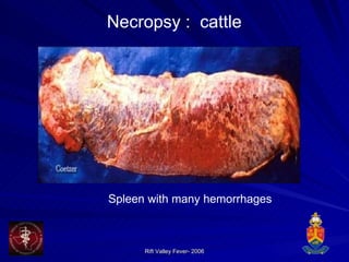 Necropsy :  cattle Spleen with many hemorrhages 