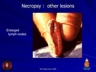 Necropsy :  other lesions Enlarged lymph nodes 