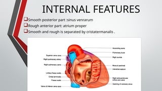 Internal Right Atrium RIGHT ATRIUM power point presentation.pptx