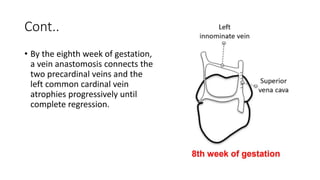 Cont..
• By the eighth week of gestation,
a vein anastomosis connects the
two precardinal veins and the
left common cardinal vein
atrophies progressively until
complete regression.
 