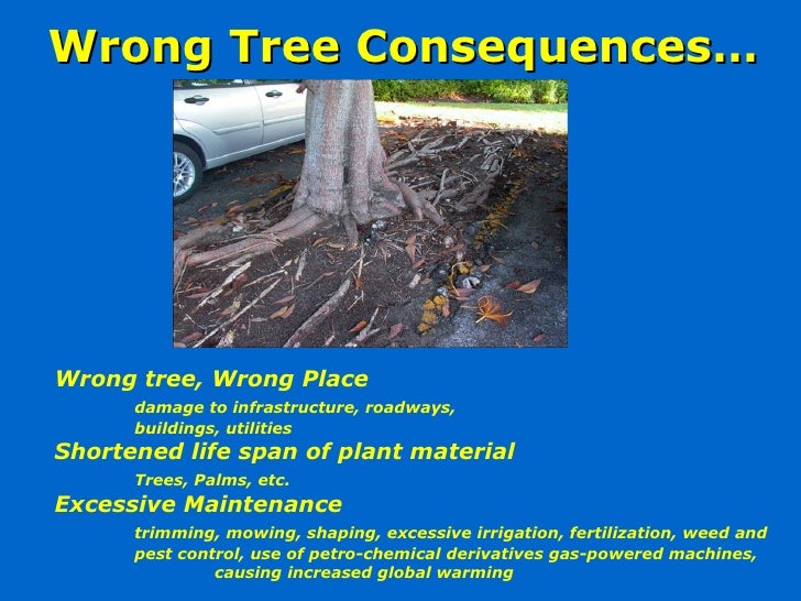 Termite treatment image