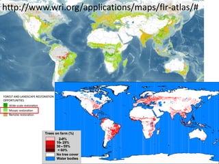 Right tree right place: vegetationmap4africa and Uganda Tree Finder