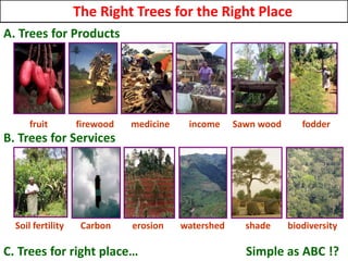 Right tree right place: vegetationmap4africa and Uganda Tree Finder