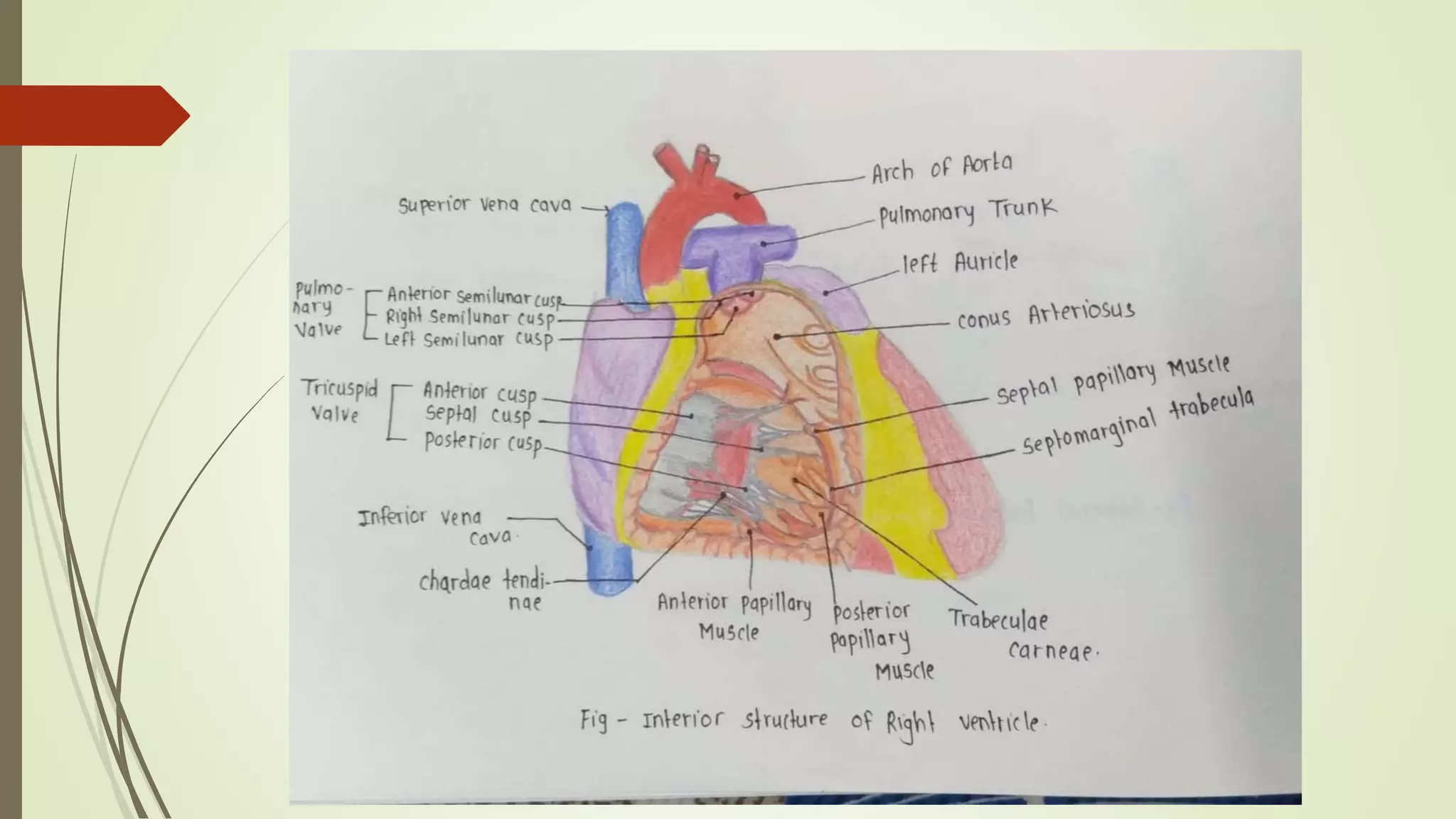 Right ventricle | PPTX