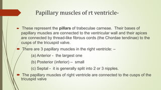 Papillary muscles of rt ventricle-
 These represent the pillars of trabeculae carneae. Their bases of
papillary muscles are connected to the ventricular wall and their apices
are connected by thread-like fibrous cords (the Chordae tendinae) to the
cusps of the tricuspid valve.
 There are 3 papillary muscles in the right ventricle: –
(a) Anterior - the largest one
(b) Posterior (inferior) – small
(c) Septal - it is generally split into 2 or 3 nipples.
 The papillary muscles of right ventricle are connected to the cusps of the
tricuspid valve
 