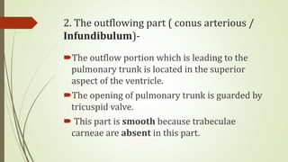 2. The outflowing part ( conus arterious /
Infundibulum)-
The outflow portion which is leading to the
pulmonary trunk is located in the superior
aspect of the ventricle.
The opening of pulmonary trunk is guarded by
tricuspid valve.
 This part is smooth because trabeculae
carneae are absent in this part.
 