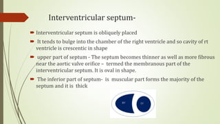 Interventricular septum-
 Interventricular septum is obliquely placed
 It tends to bulge into the chamber of the right ventricle and so cavity of rt
ventricle is crescentic in shape
 upper part of septum - The septum becomes thinner as well as more fibrous
near the aortic valve orifice – termed the membranous part of the
interventricular septum. It is oval in shape.
 The inferior part of septum- is muscular part forms the majority of the
septum and it is thick
 