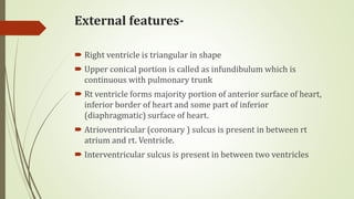 External features-
 Right ventricle is triangular in shape
 Upper conical portion is called as infundibulum which is
continuous with pulmonary trunk
 Rt ventricle forms majority portion of anterior surface of heart,
inferior border of heart and some part of inferior
(diaphragmatic) surface of heart.
 Atrioventricular (coronary ) sulcus is present in between rt
atrium and rt. Ventricle.
 Interventricular sulcus is present in between two ventricles
 
